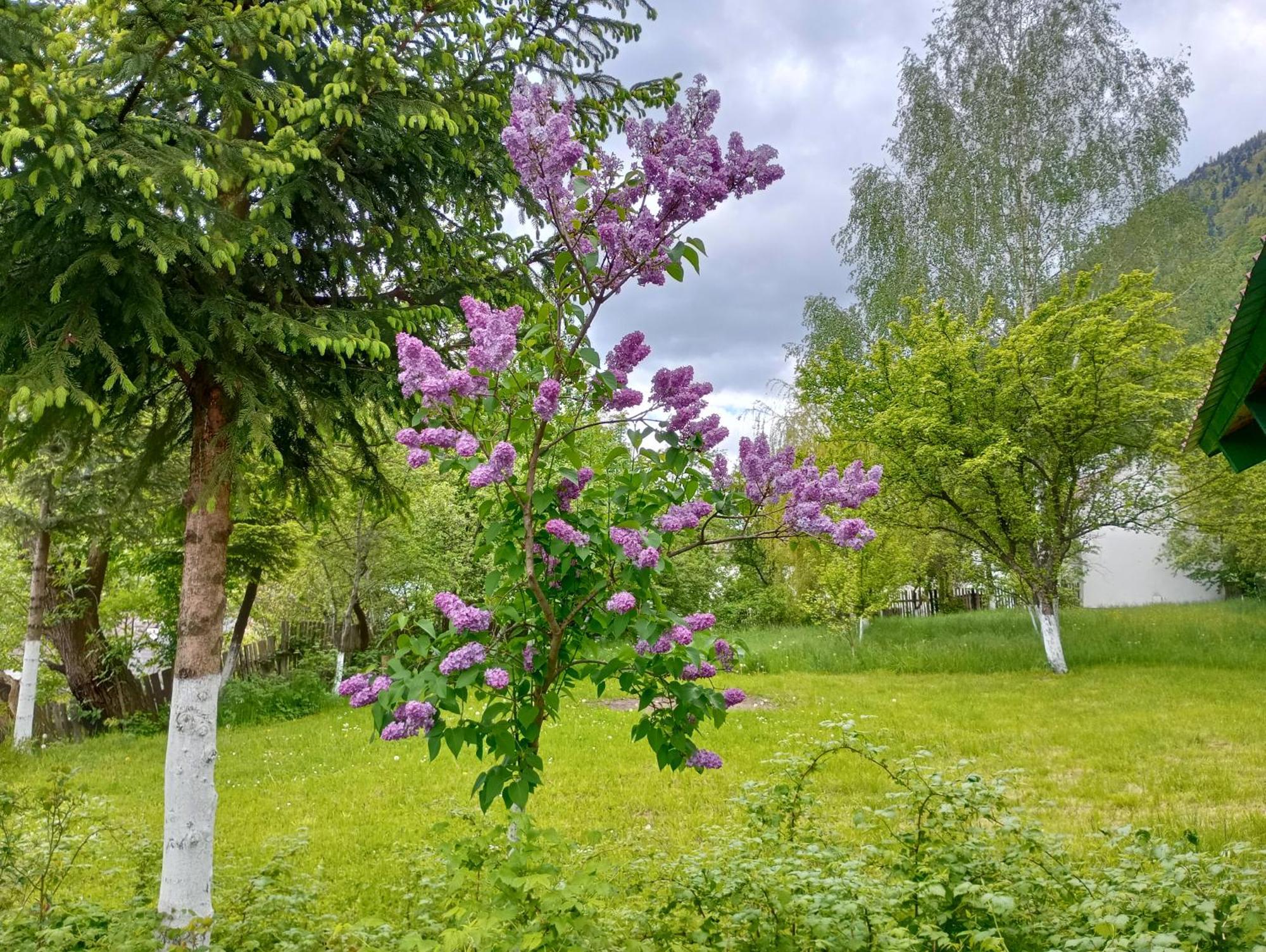 Pensiunea Irina 1 Si 2 Zărneşti Extérieur photo